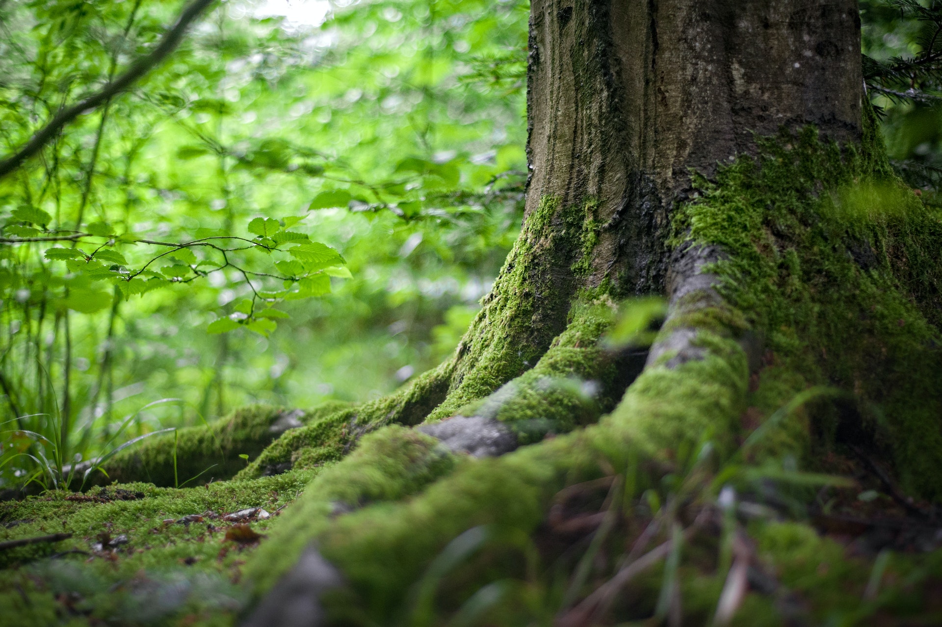 Connected Forest