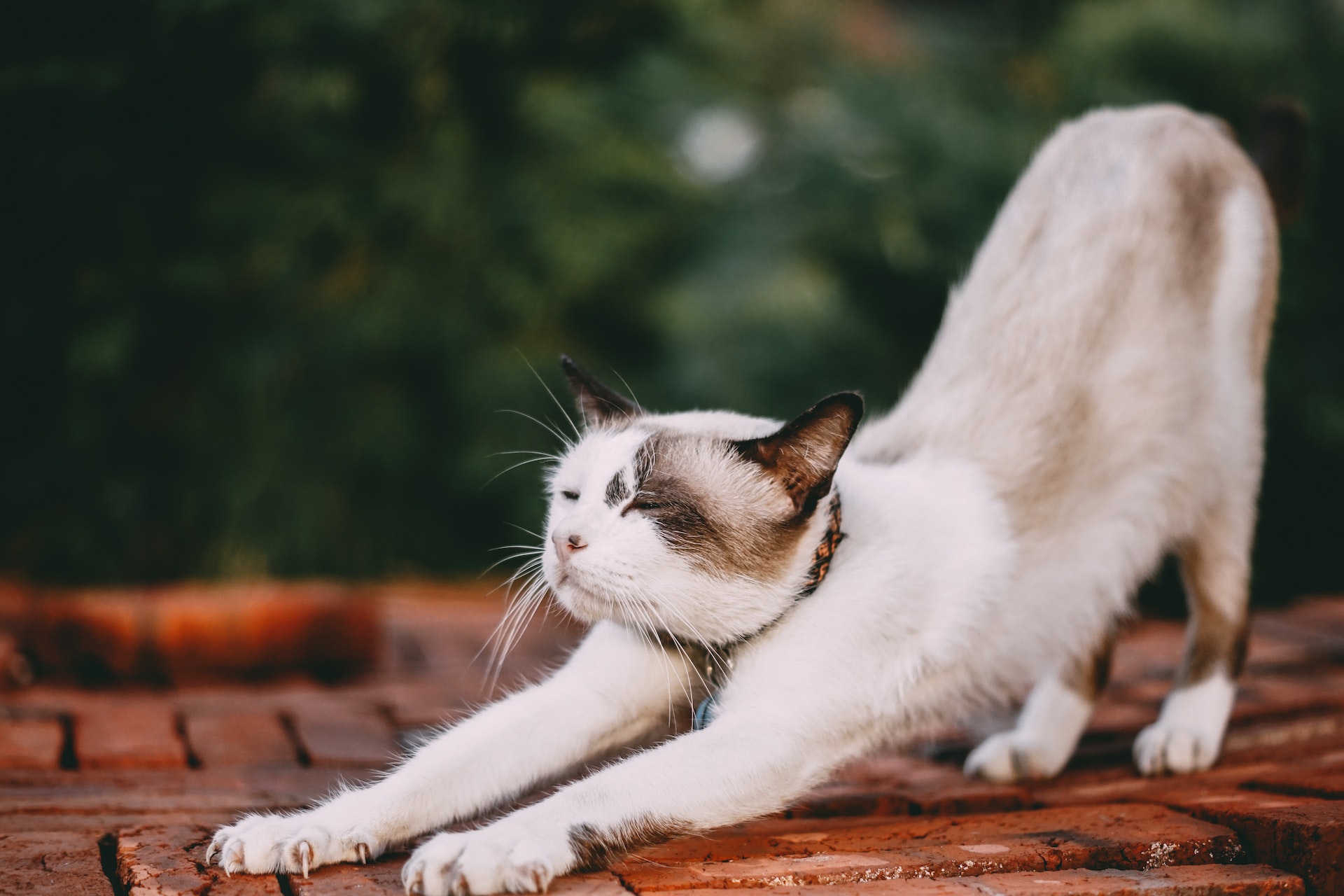 Picture of a cat stretching