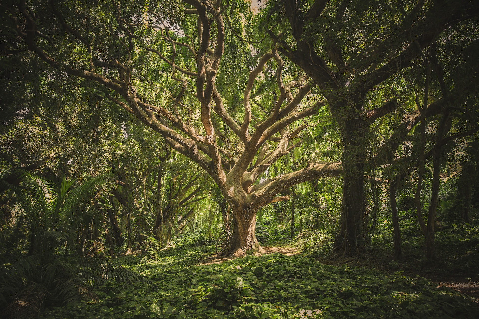 Tree in a forest