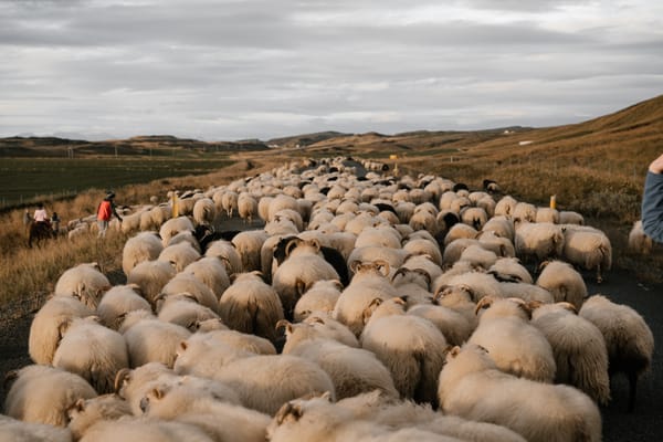 Practice: Shepherding Awareness